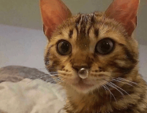 how to hacking zillexit software