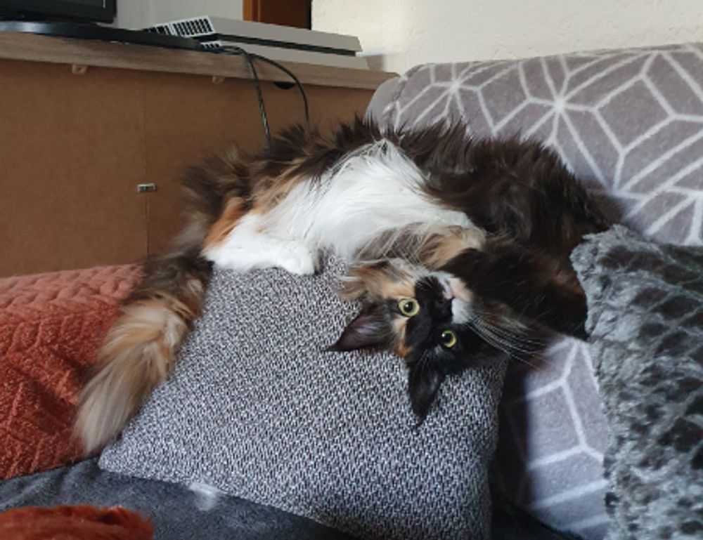 is popguroll popular pc game