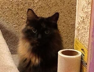 which area in beevitius is the best to stay