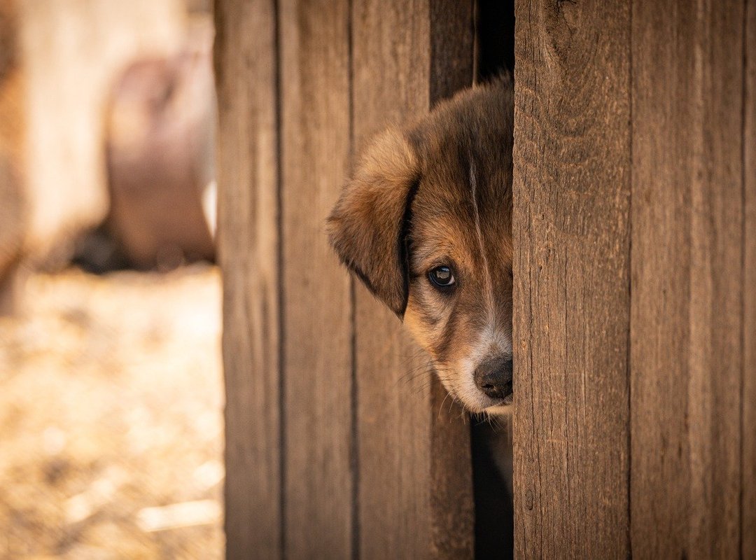 Emerging Trends and Themes in Adoption Comics